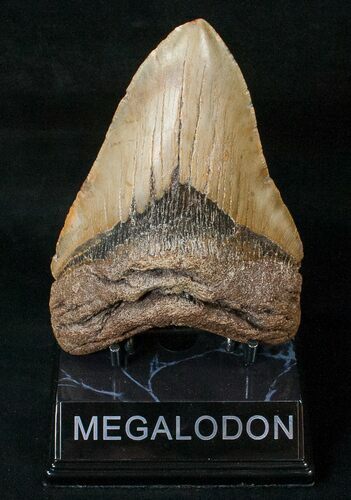 Megalodon Tooth - North Carolina #15680